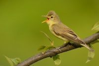 Sedmihlasek hajni - Hippolais icterina - Icterine Warbler 3570